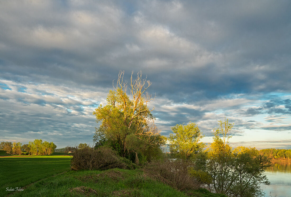 L'albero del picchio