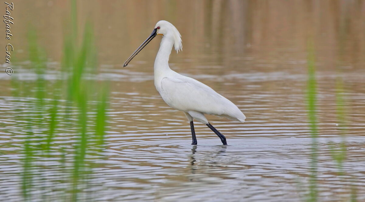 The Elegance of the Spatula