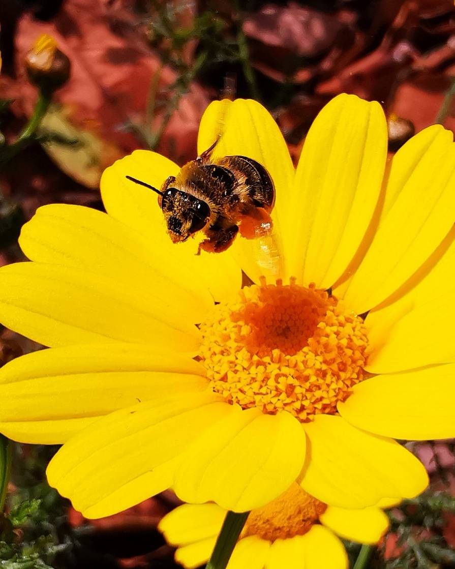 Ape su Margherita in volo