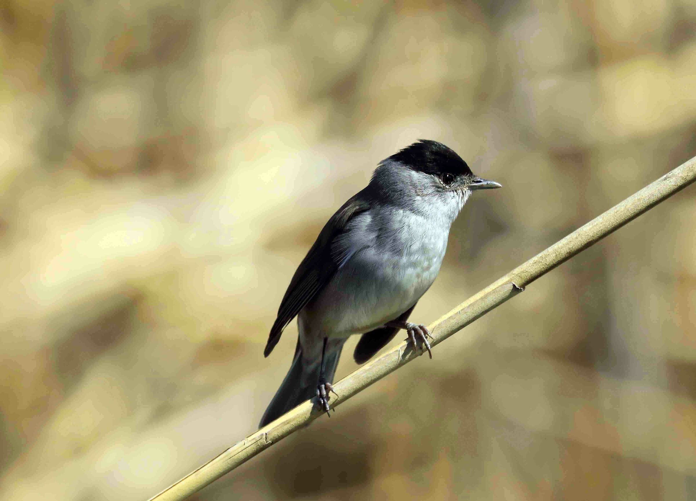 Blackcap