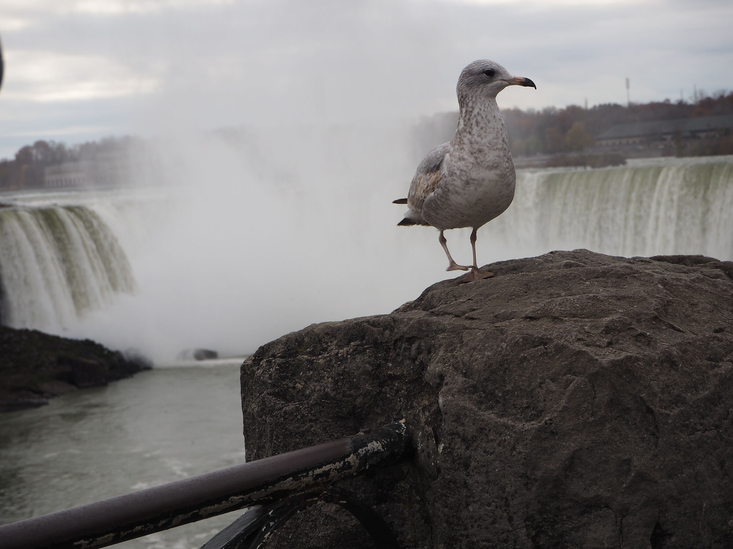 The Niagara Gull