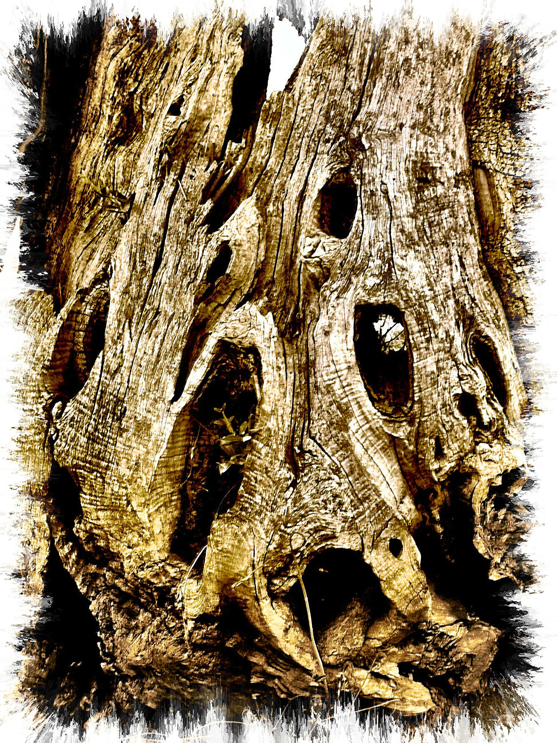 Olivo -forma antropomorfa-