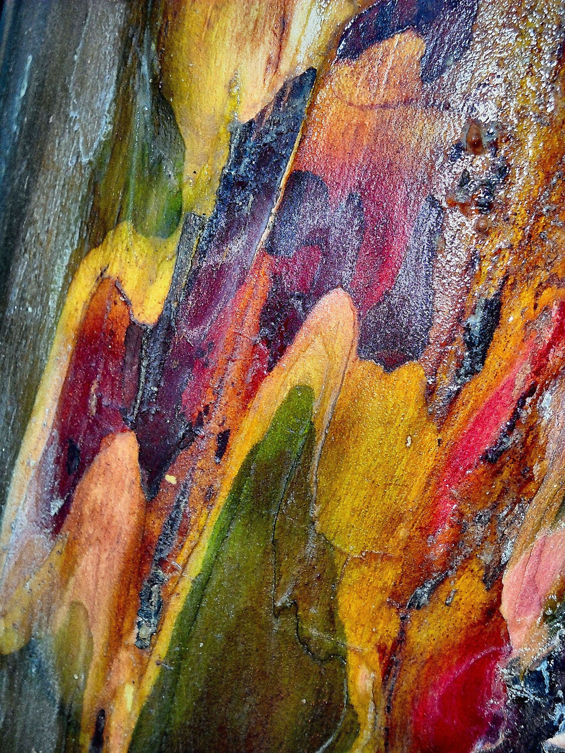 Cromatismi Arborei