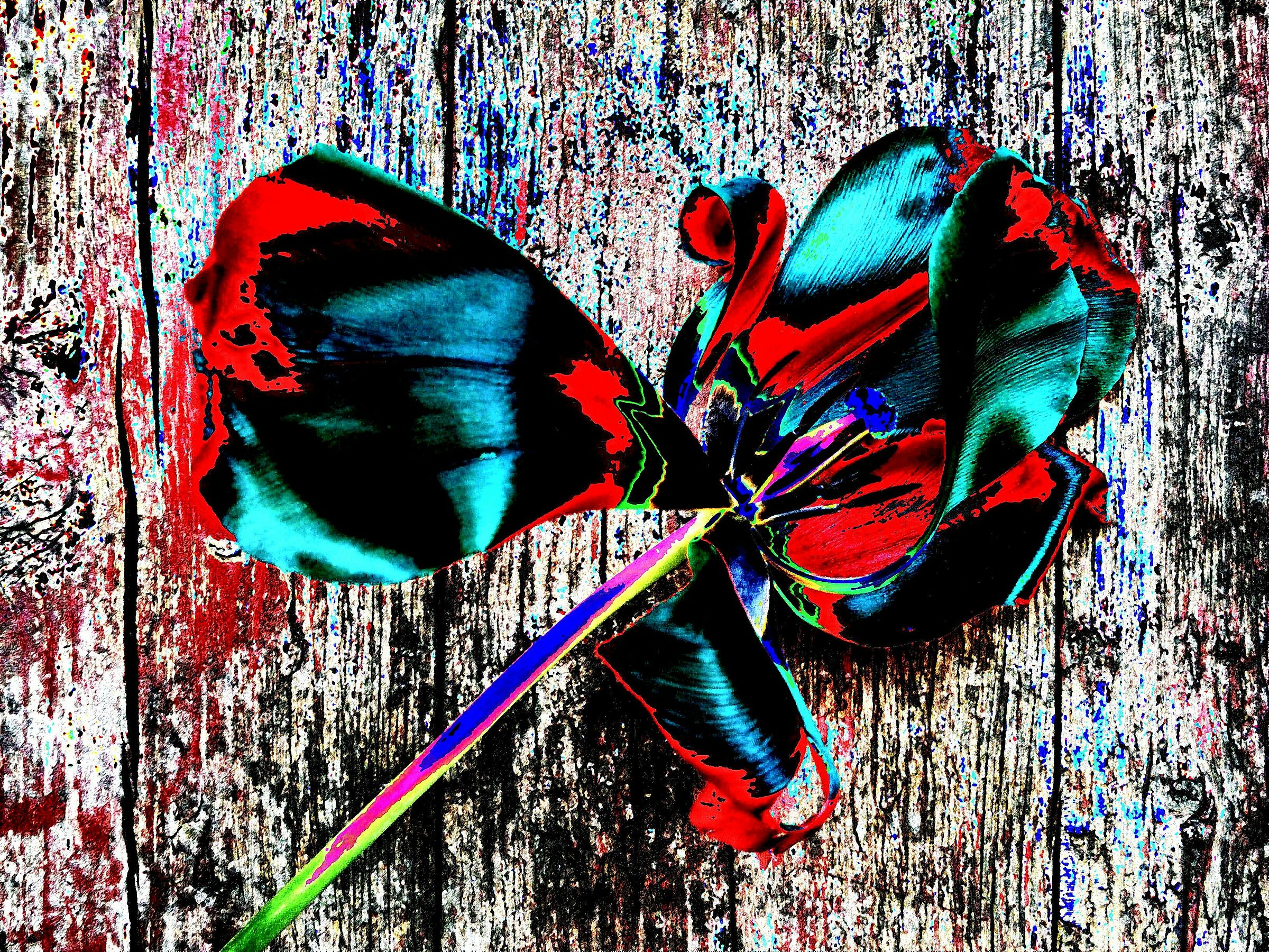 Composizione con tulipano