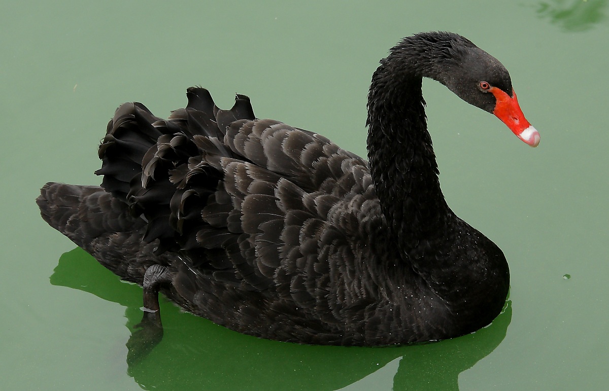 Black Swan