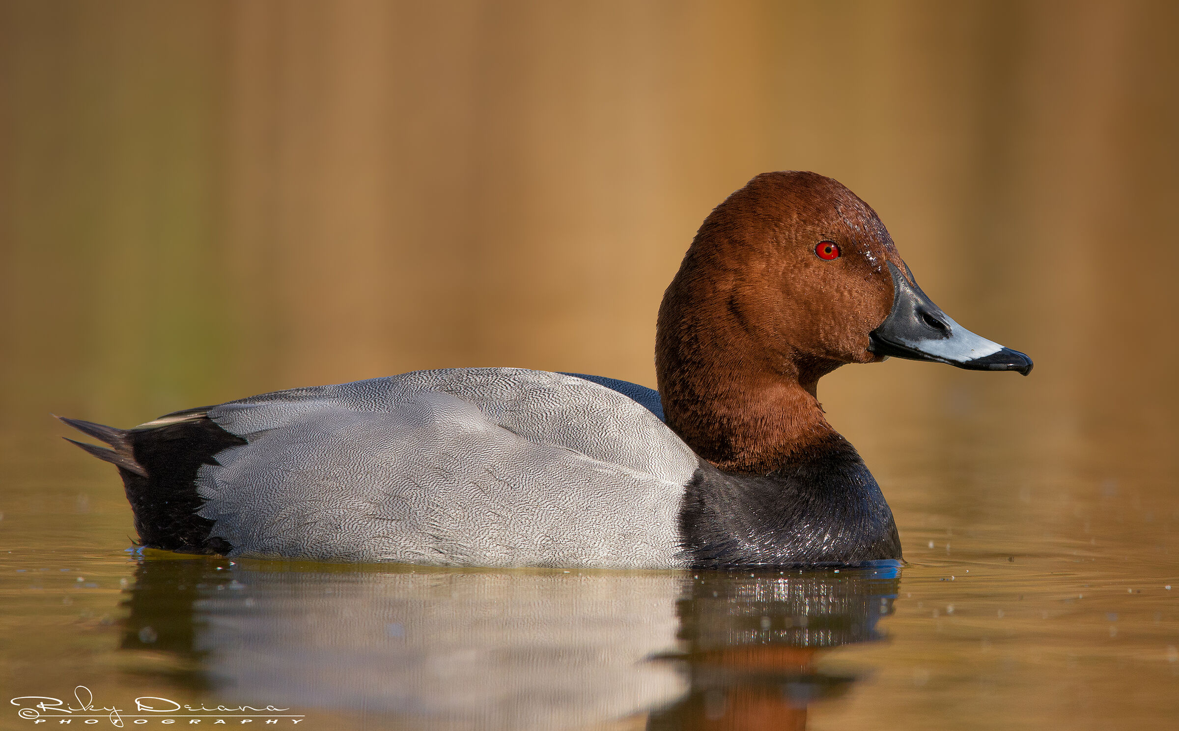 The dawn of the Pochard