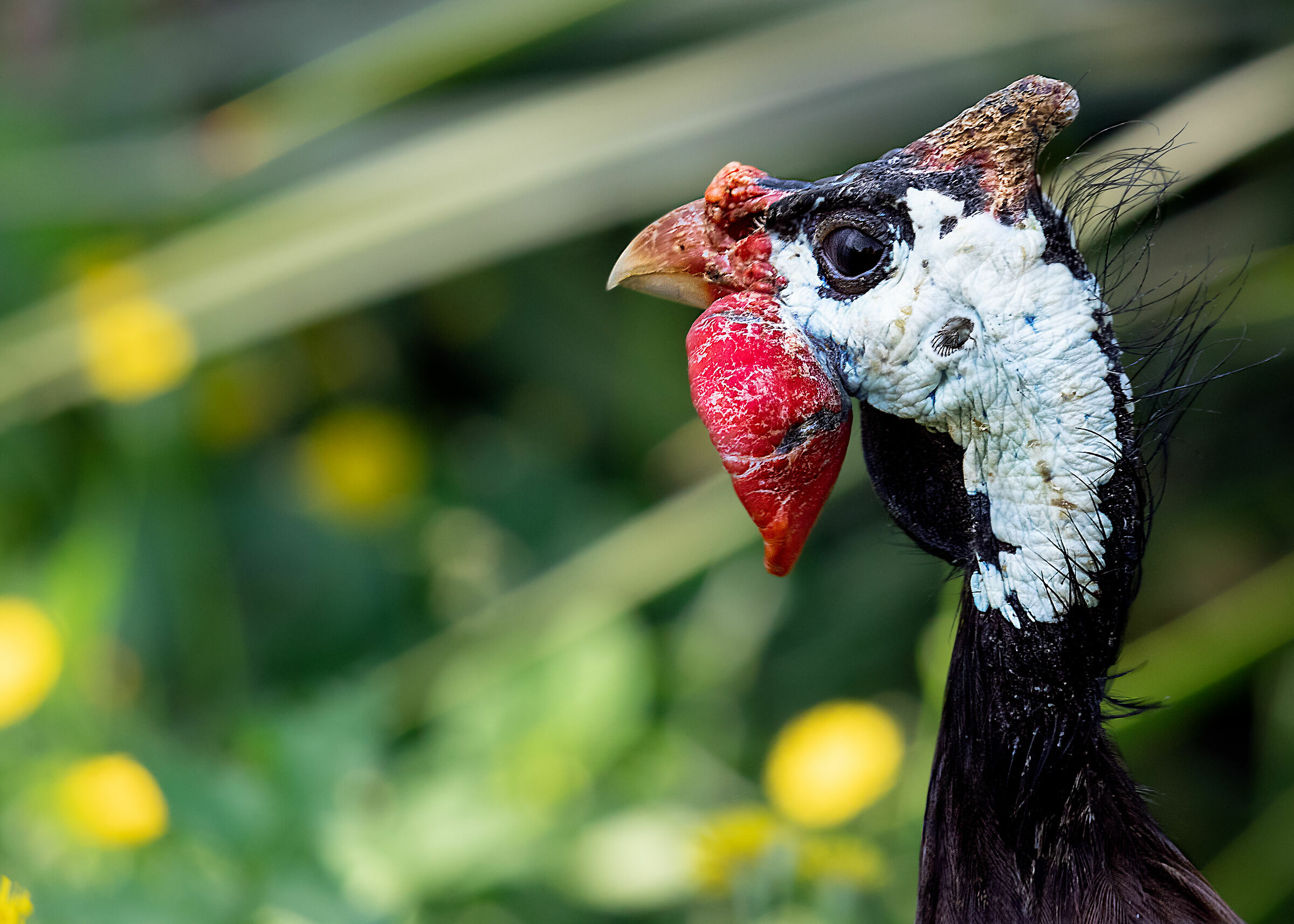 A Guinea Fowl in Spring