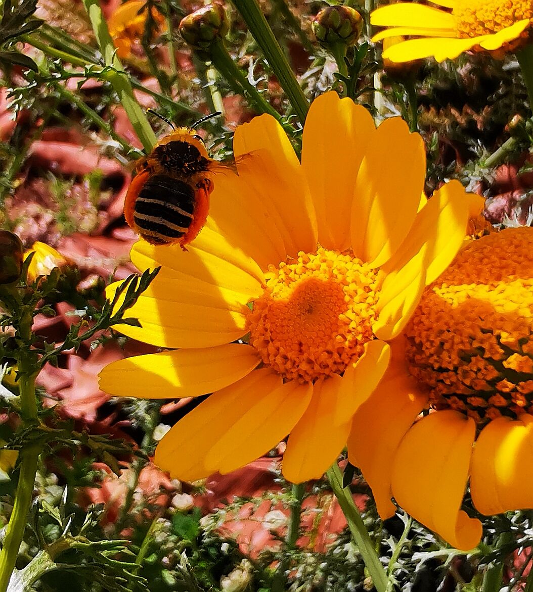 Ape su Margherita in volo