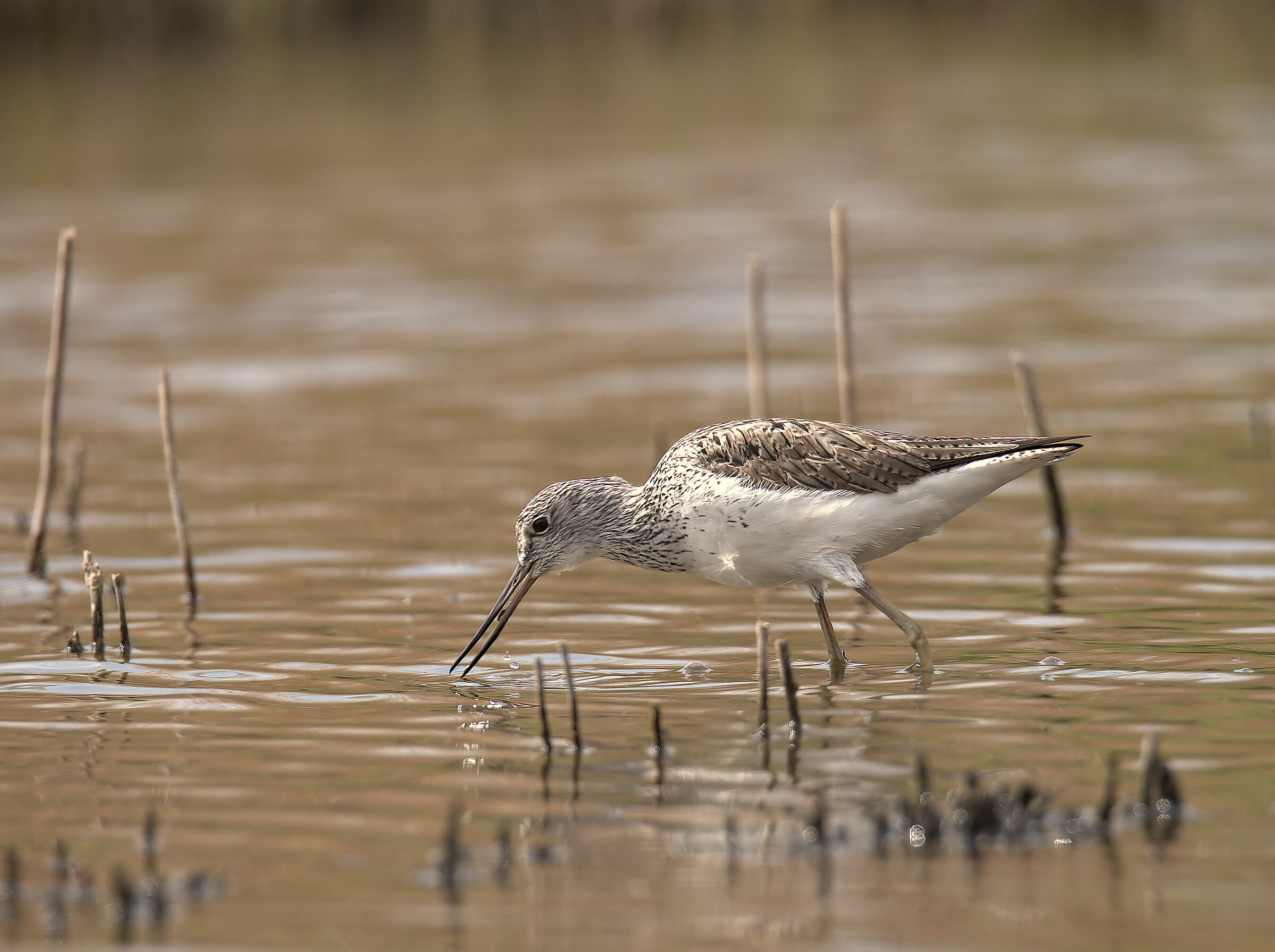 Greenshank
