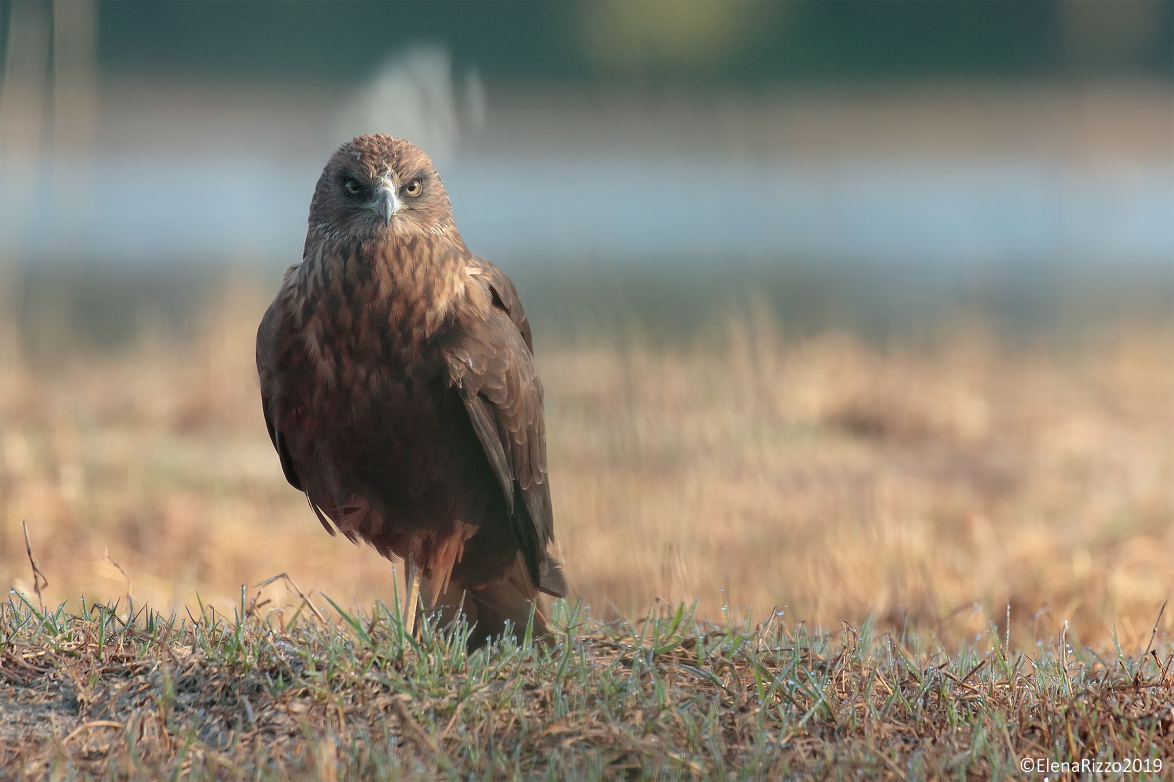 Marsh Hawk