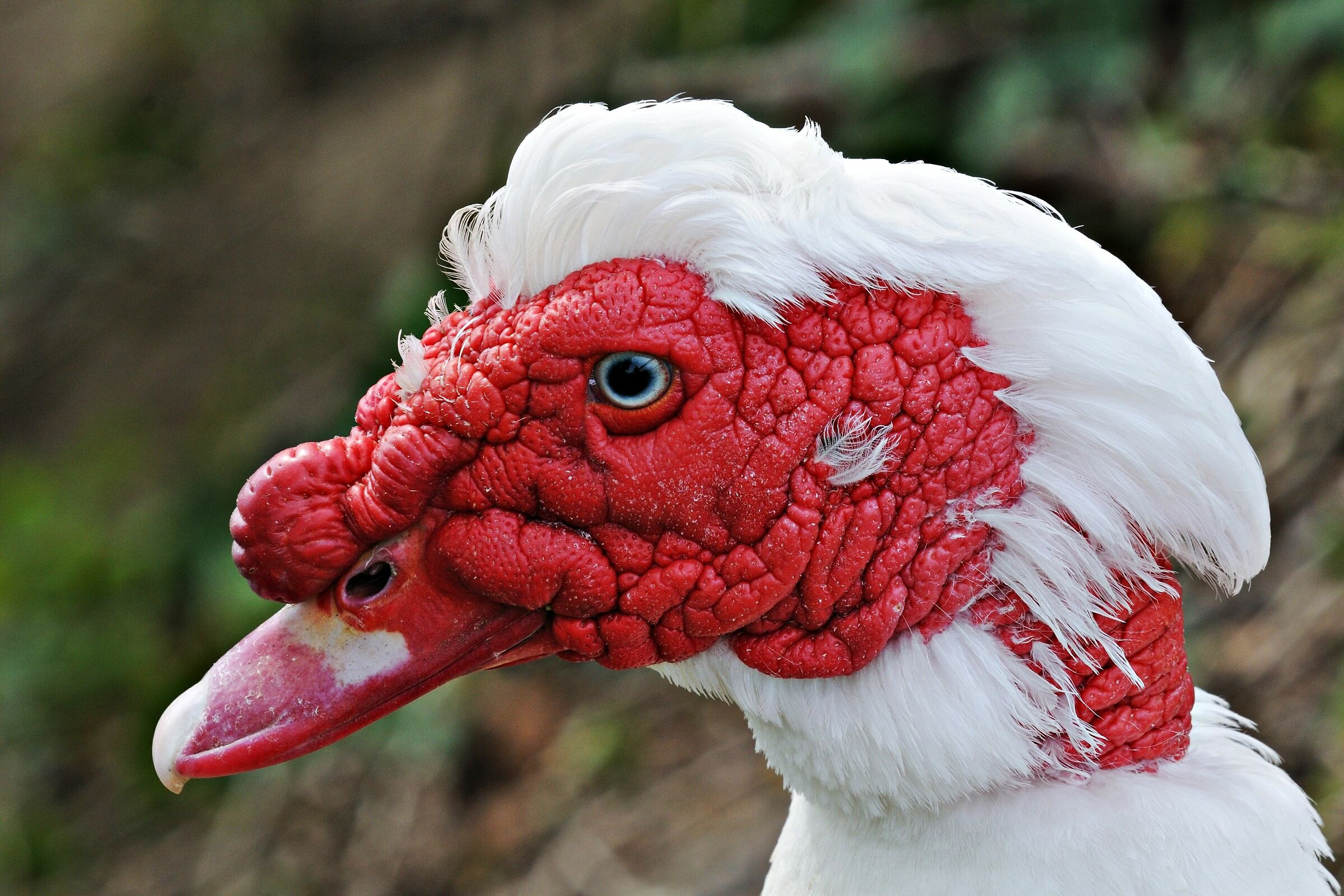Volevo un profilo greco, e invece....!