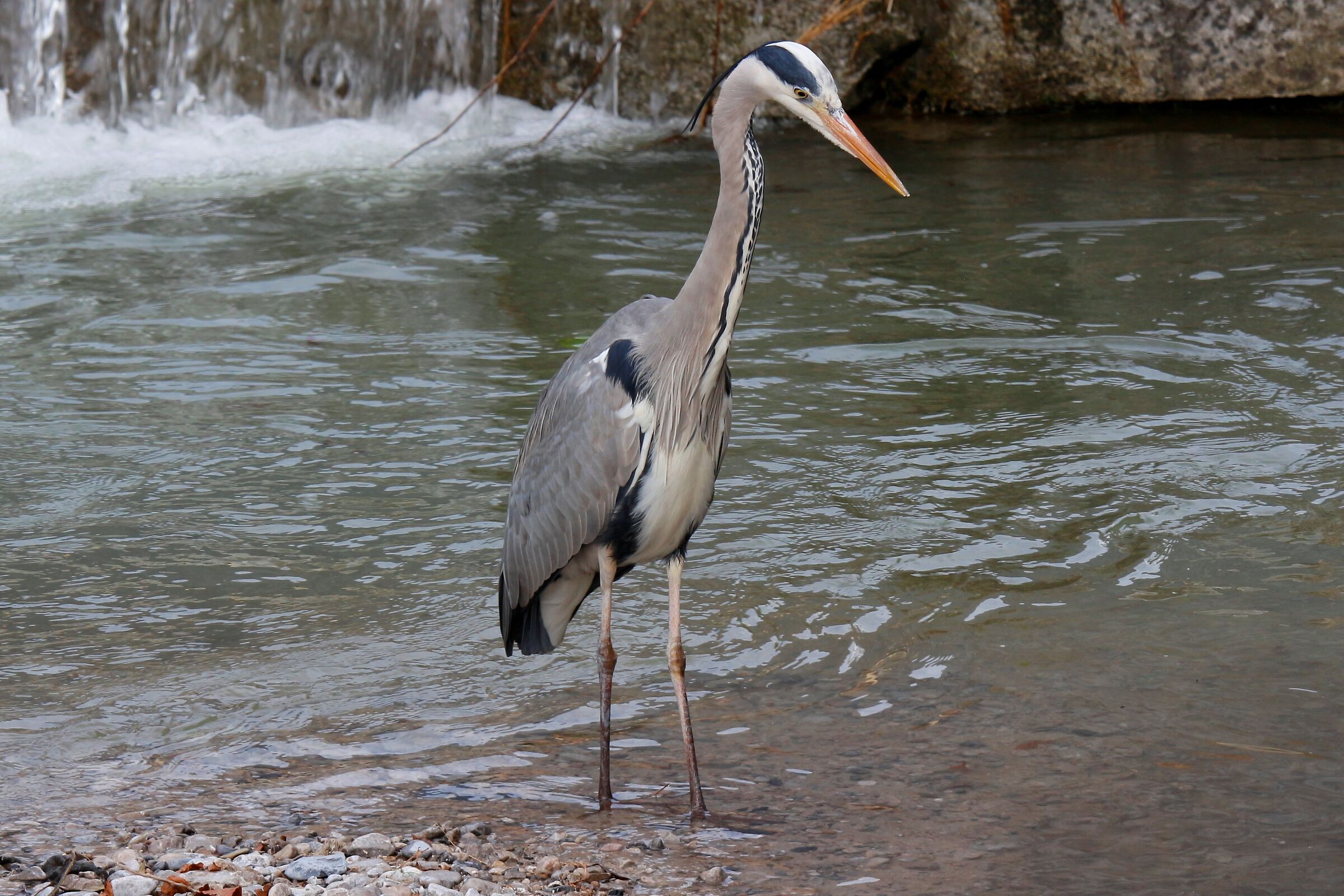Cinerino Heron in Peach