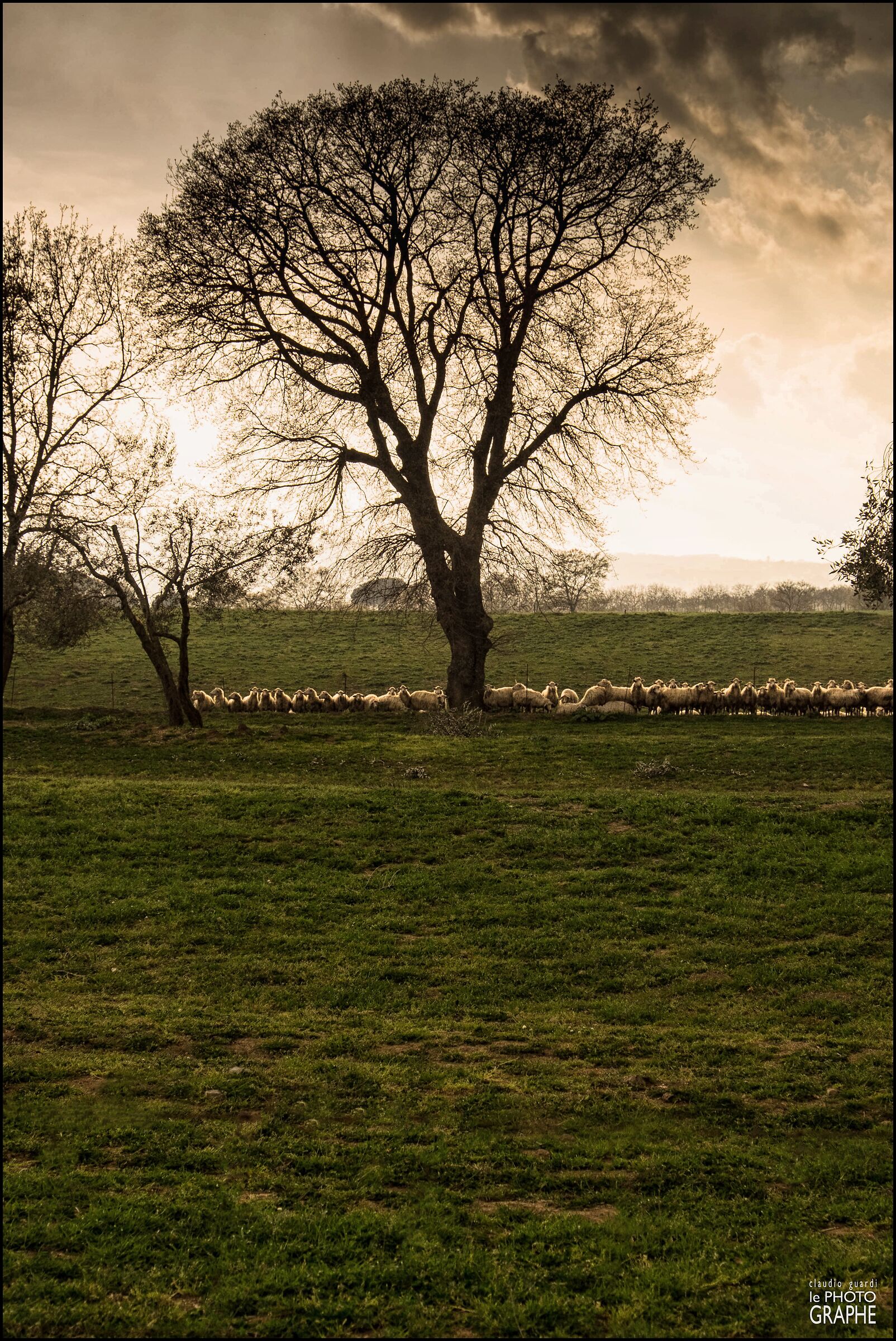 Like The quiet Sheep