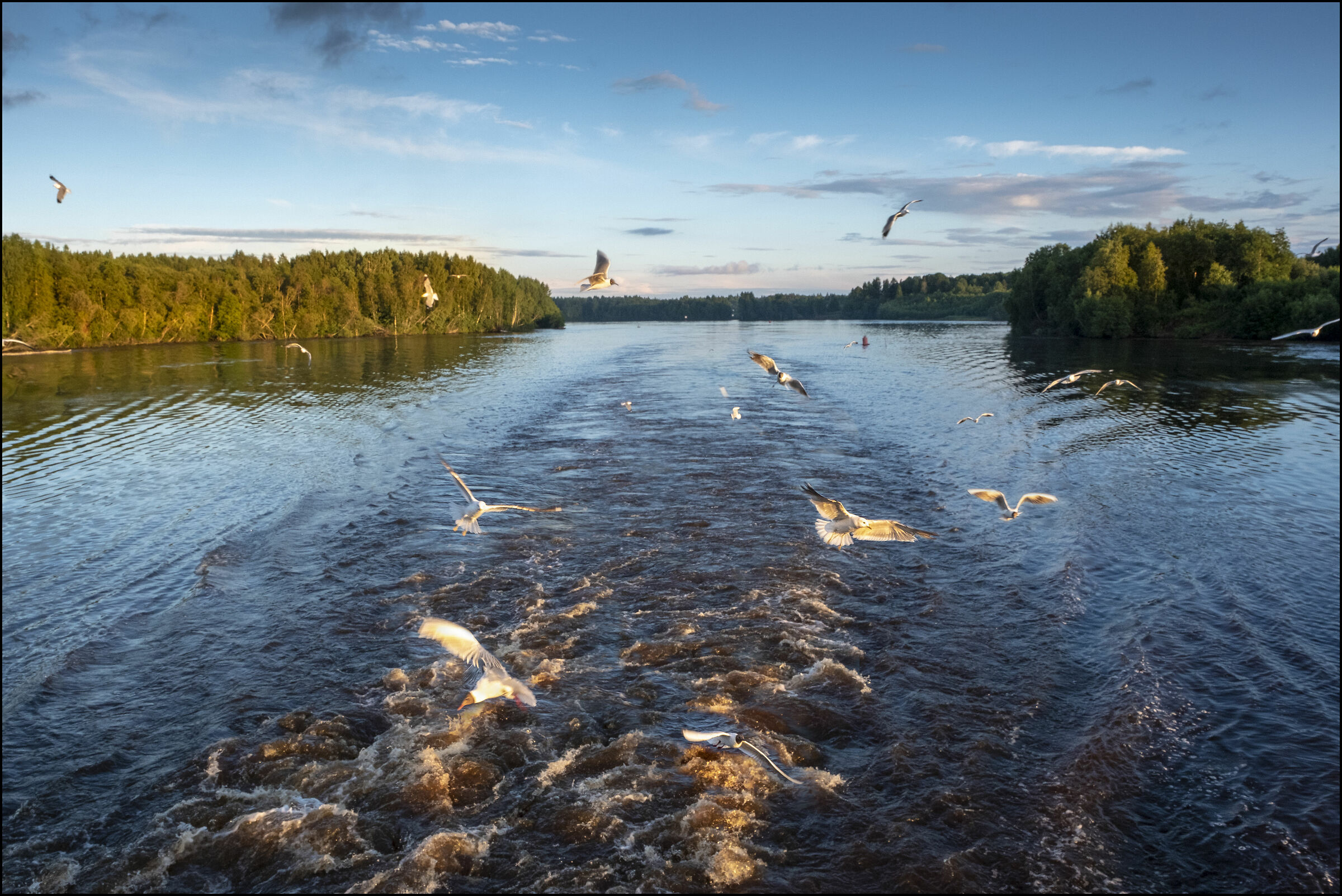 Volo di gabbiani sul Volga
