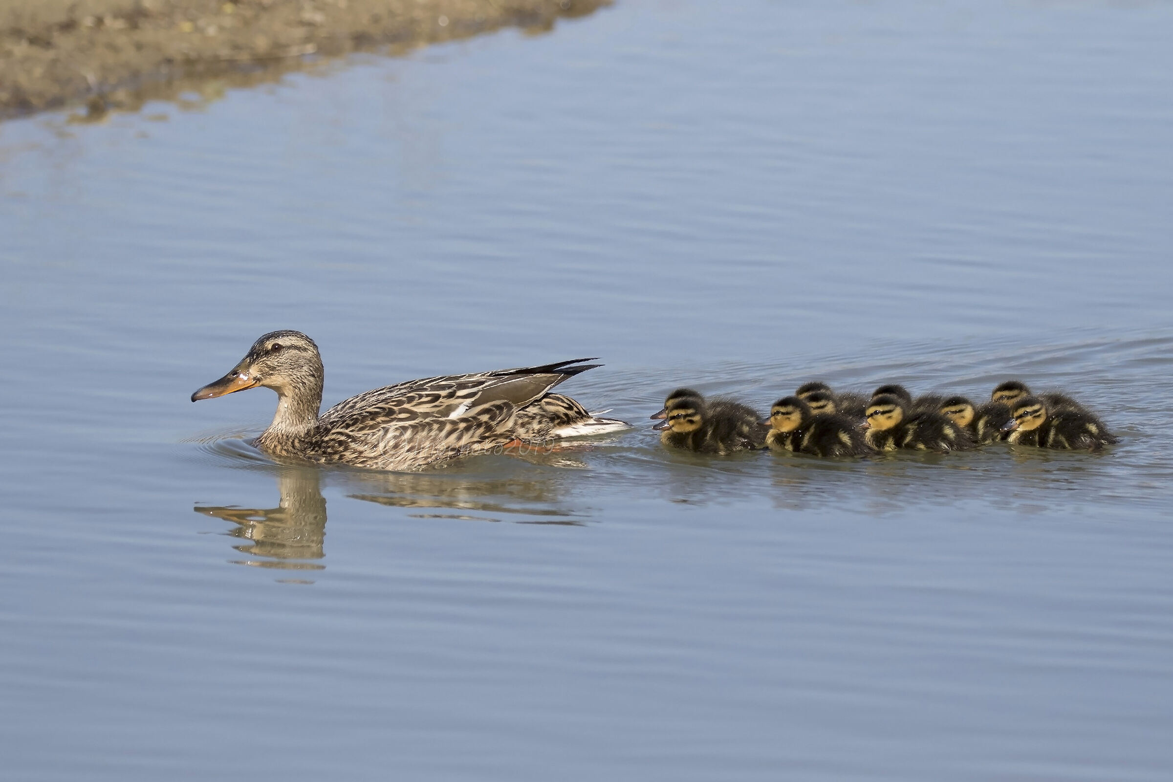 Family (..... good luck little ones)