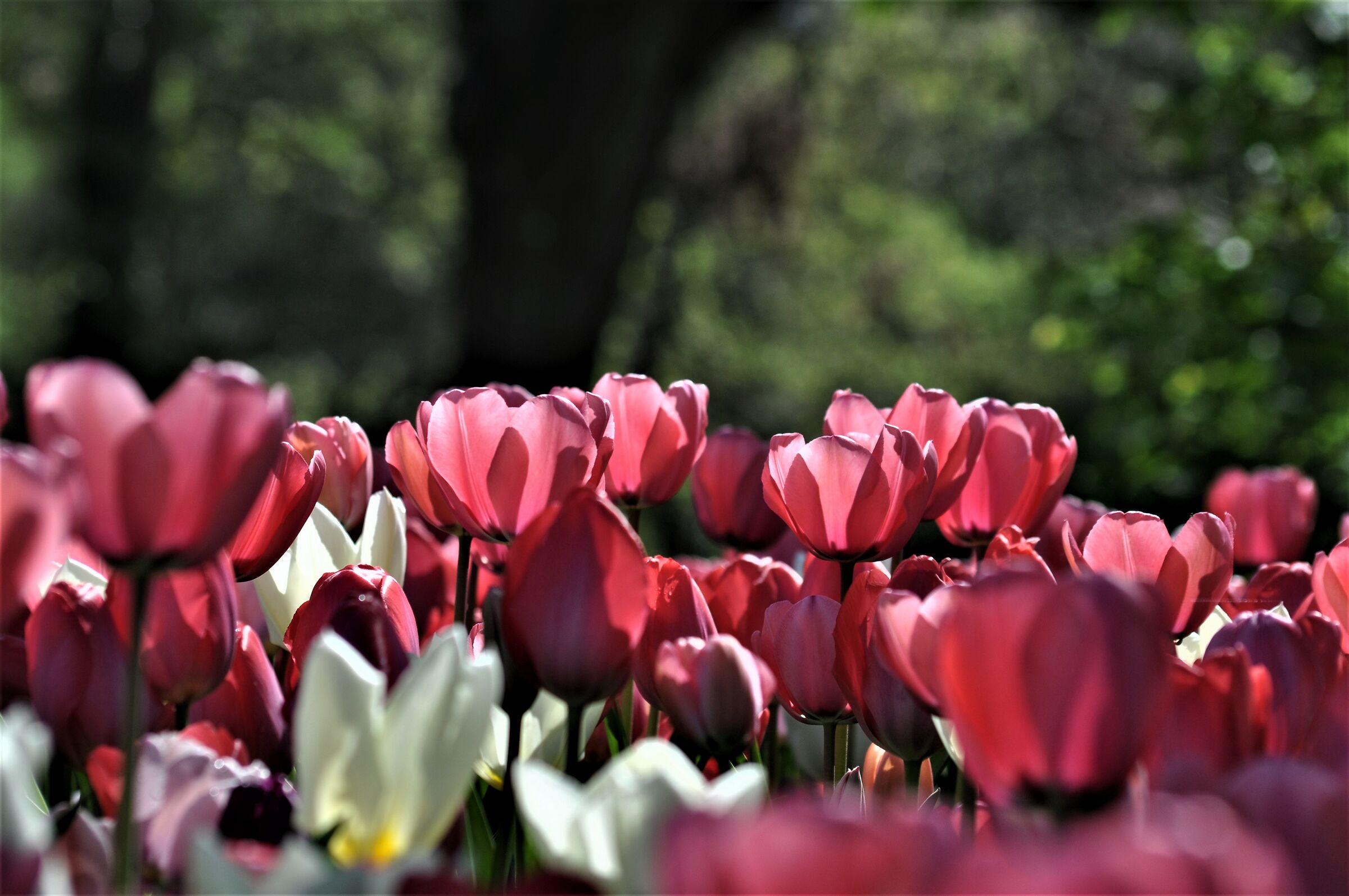 Messer Tulipano Pralormo (to)