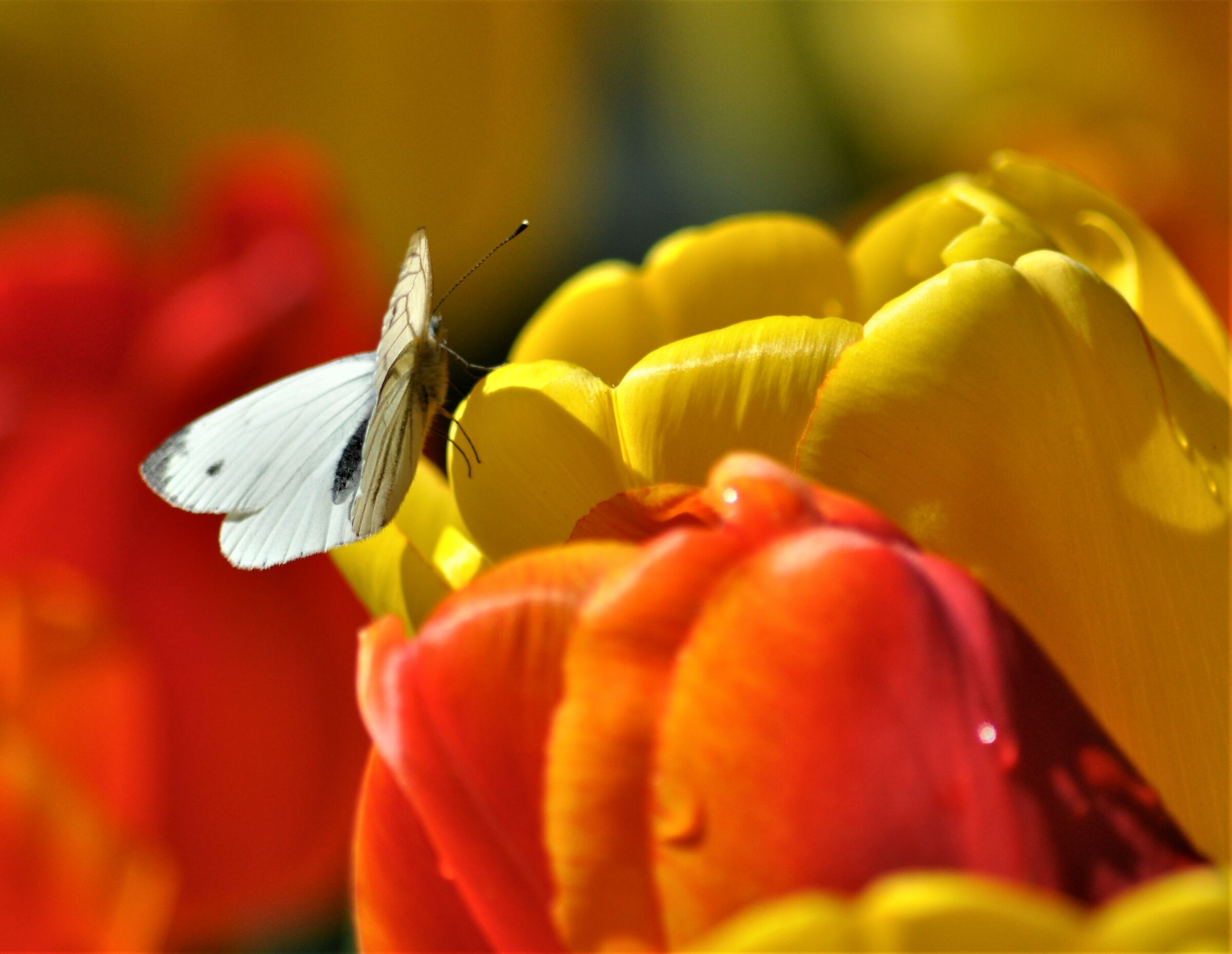 farfalla sui tulipani