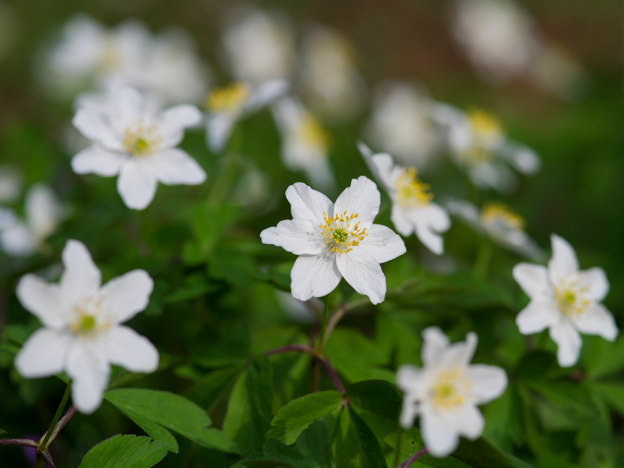 Anemone nemorosa