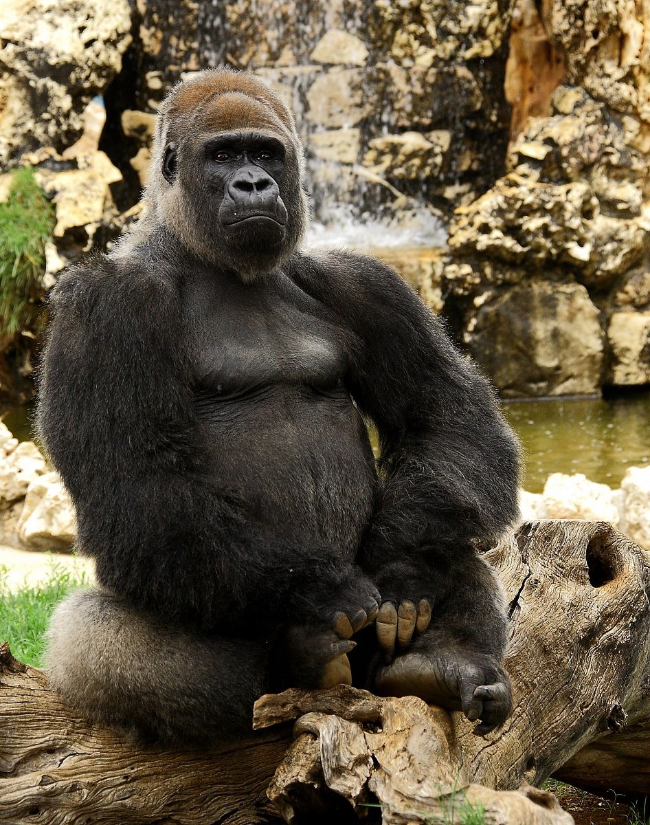 Mr. Gorilla