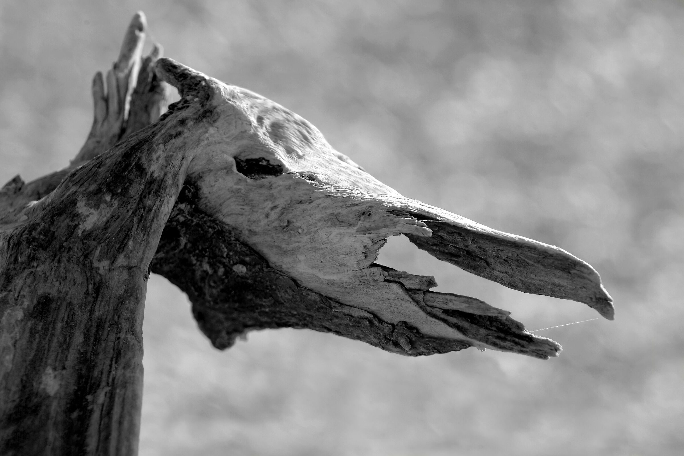 A horse with no name