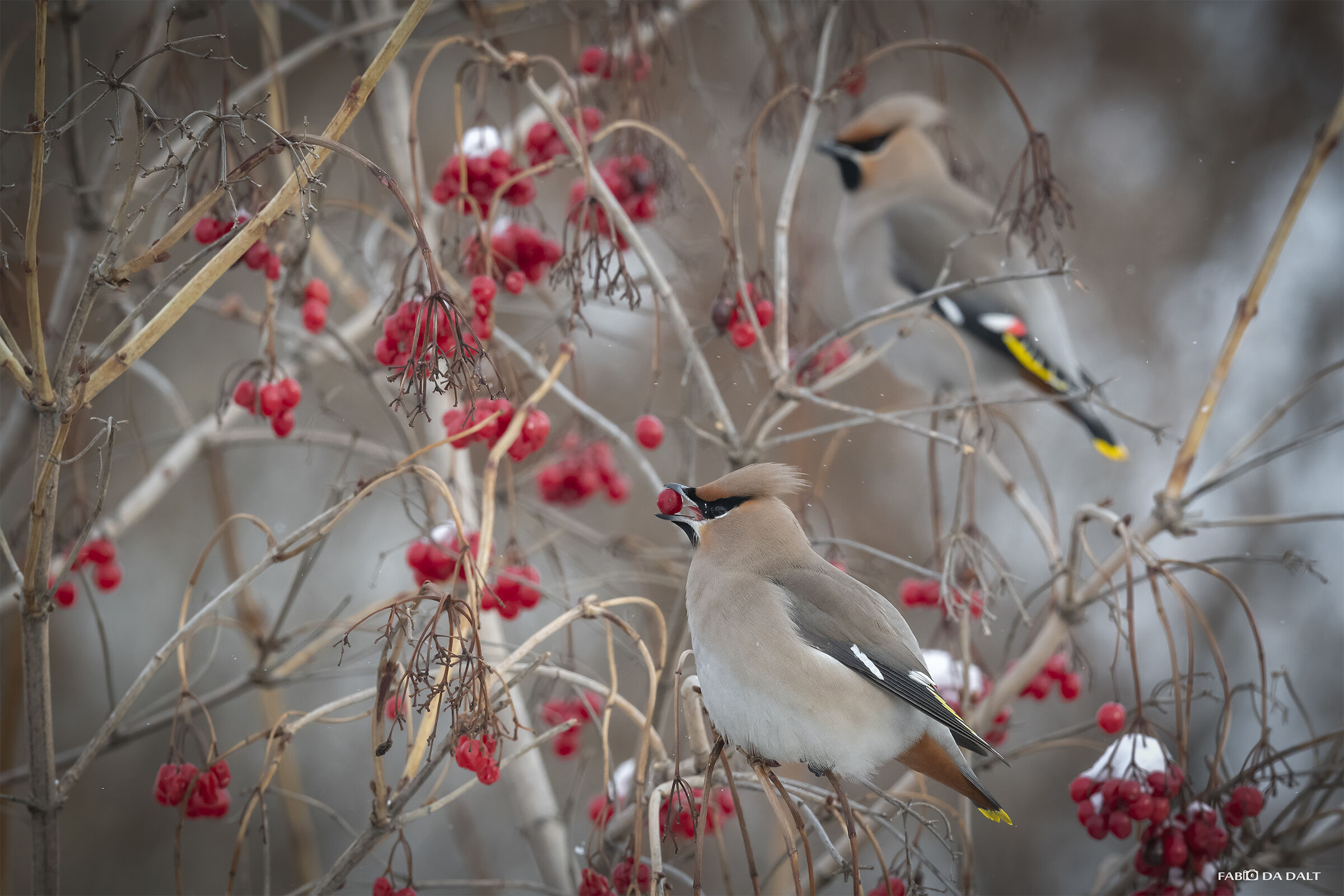 Cedar Waxwing