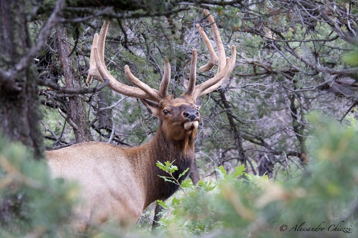 Wapiti