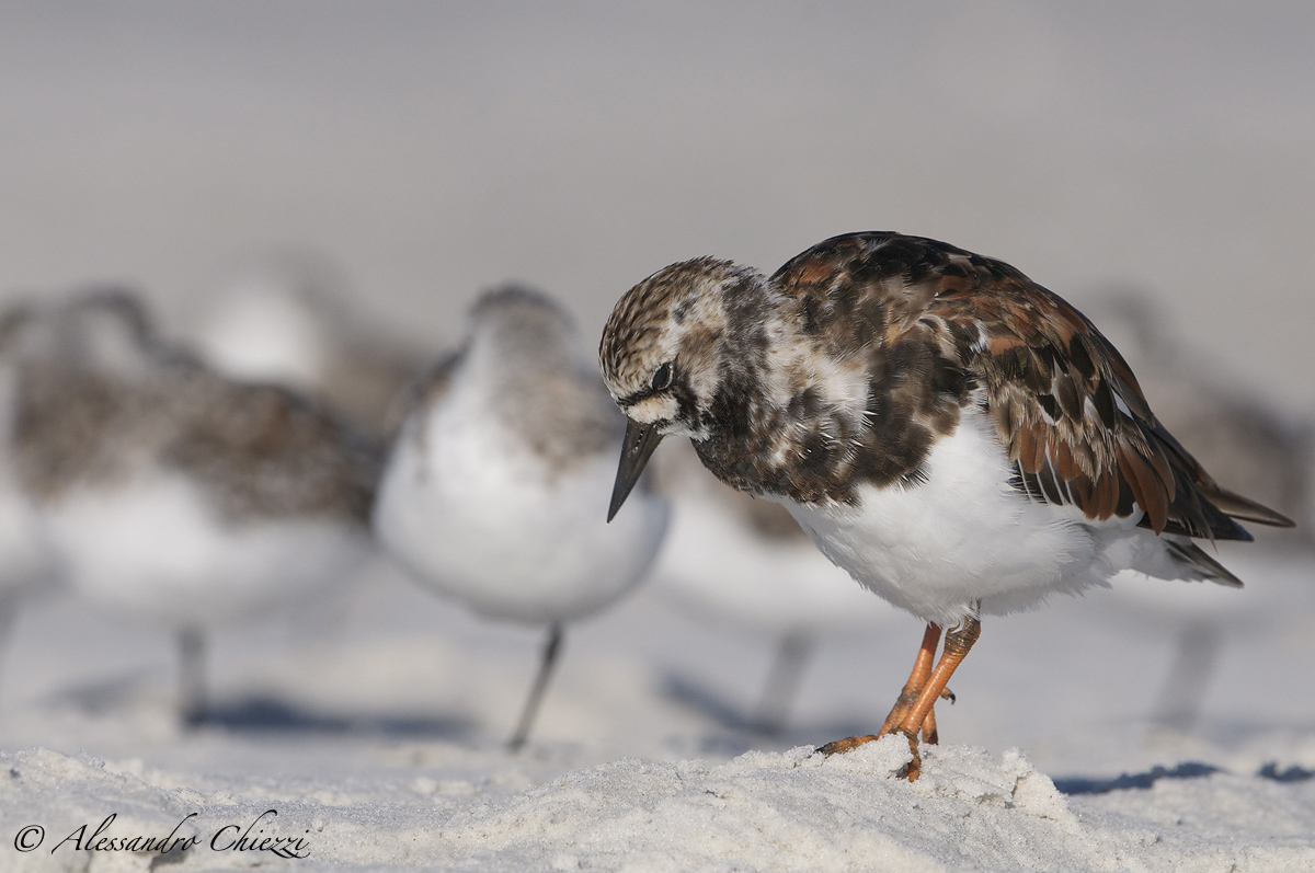 A thoughtful turnstones