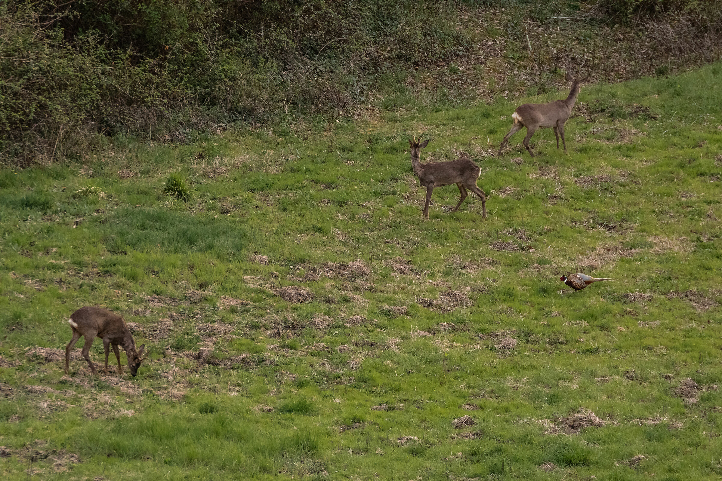 Come se fosse una fattoria