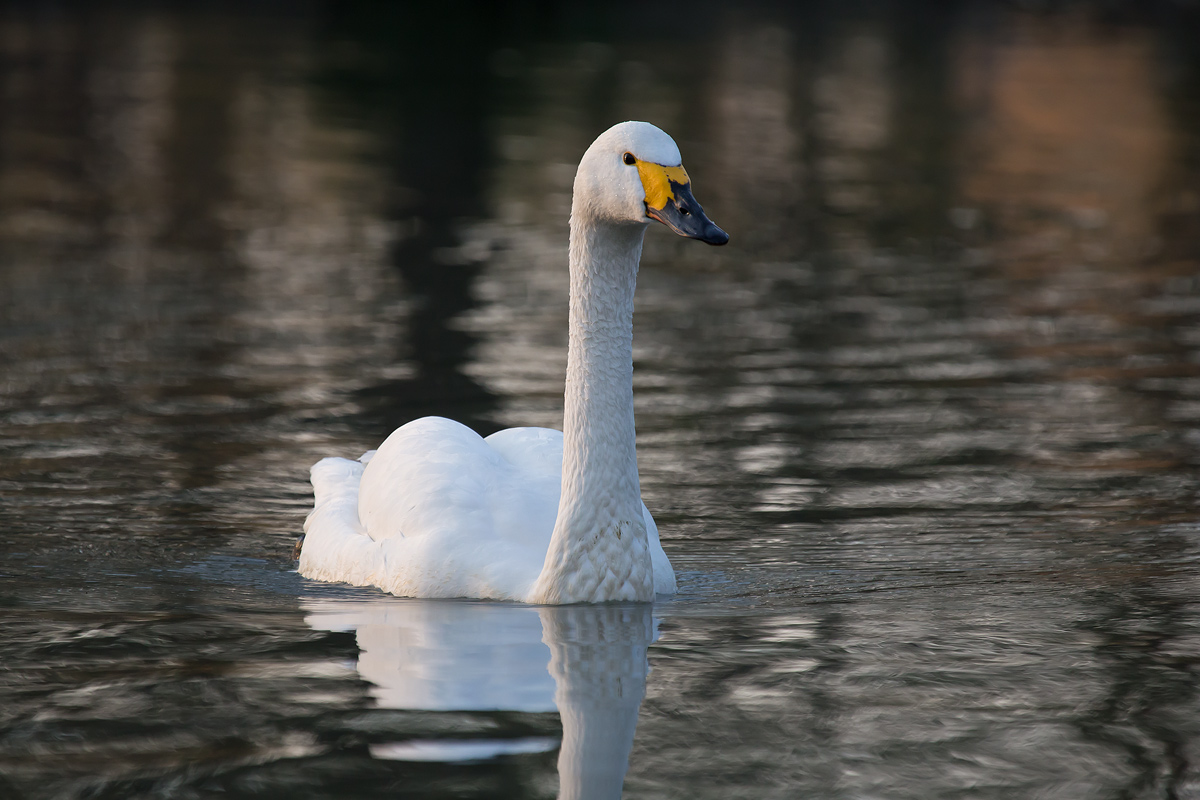 Swan at the Oasis of Racconigi