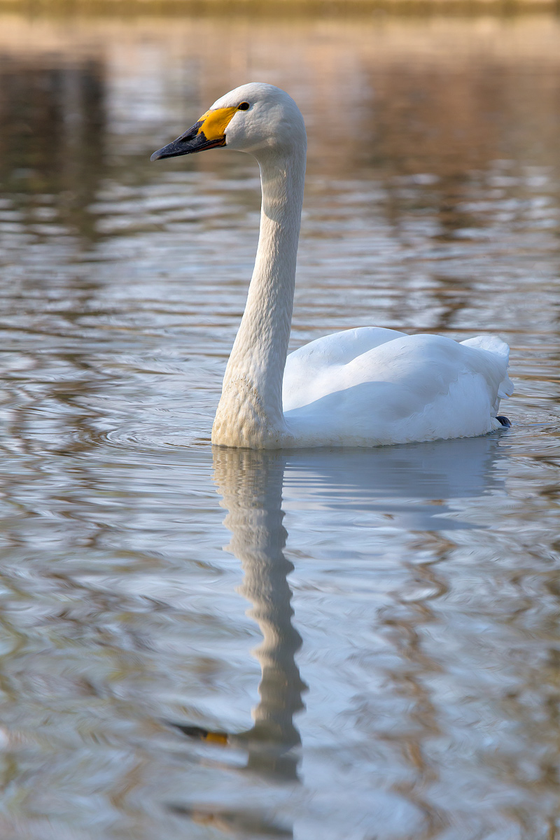 Swan at the Oasis of Racconigi