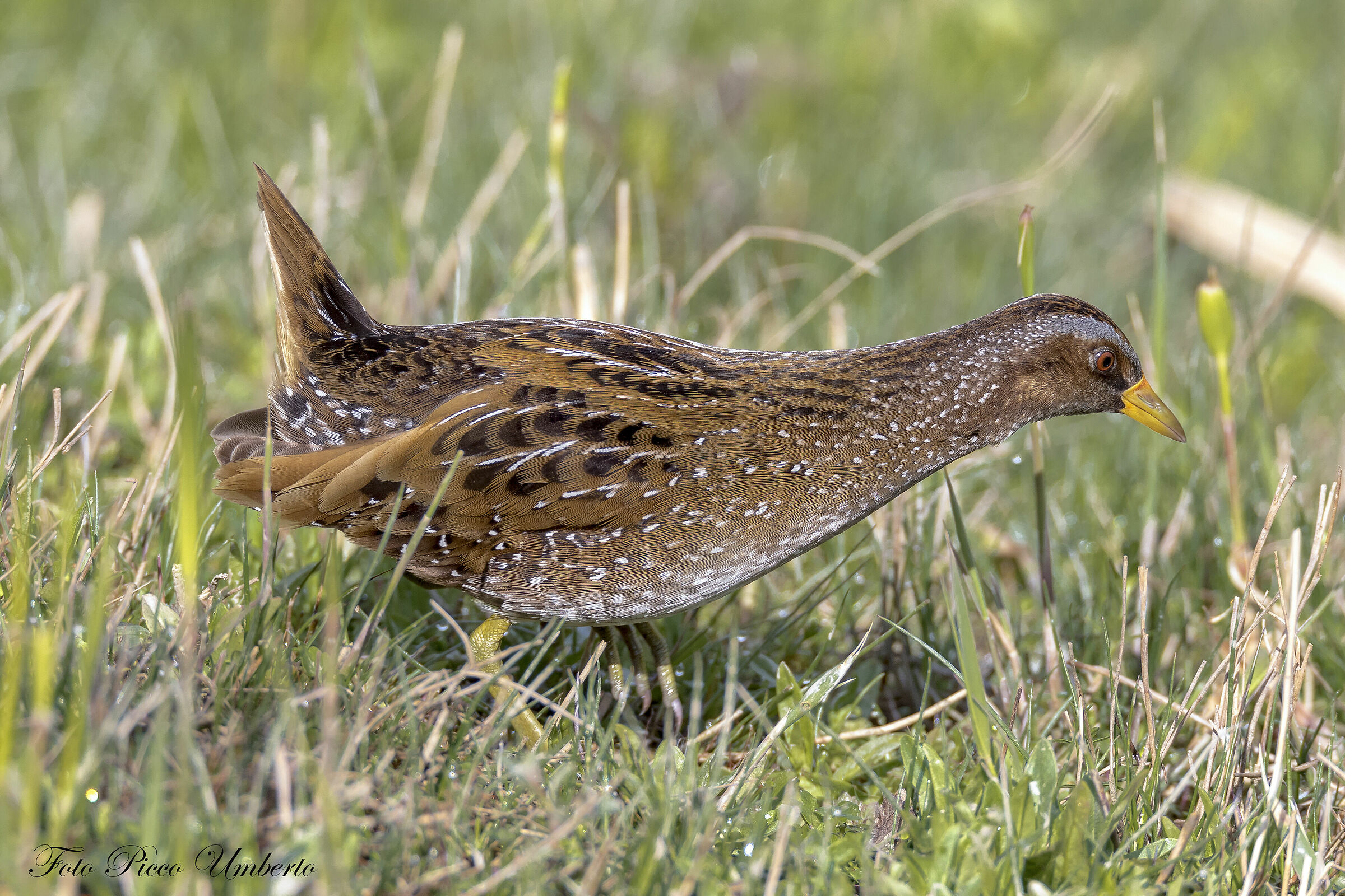 LITTLE FLY IN PASTURA