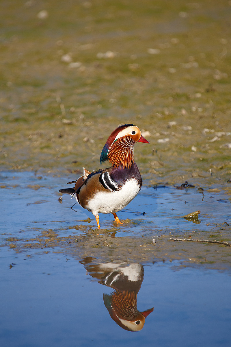 Mandarin Duck