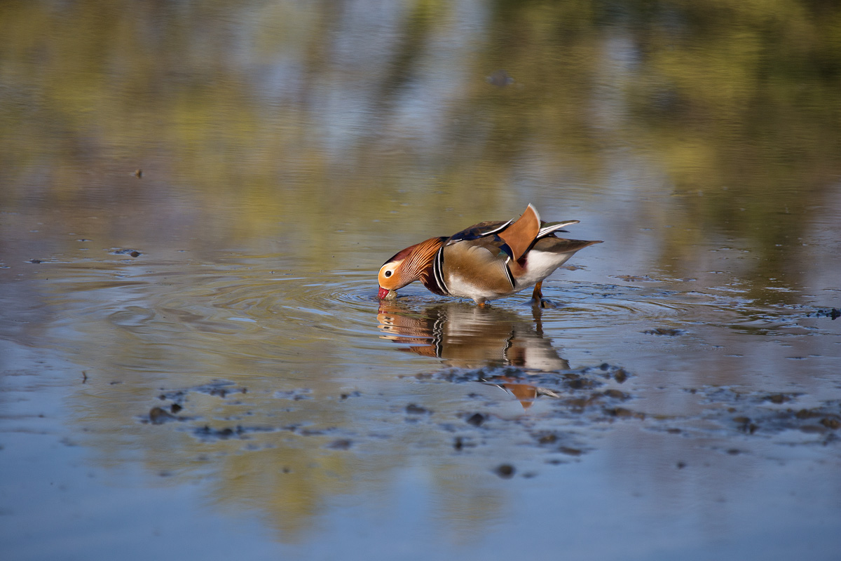 The Mandarin Duck Meal