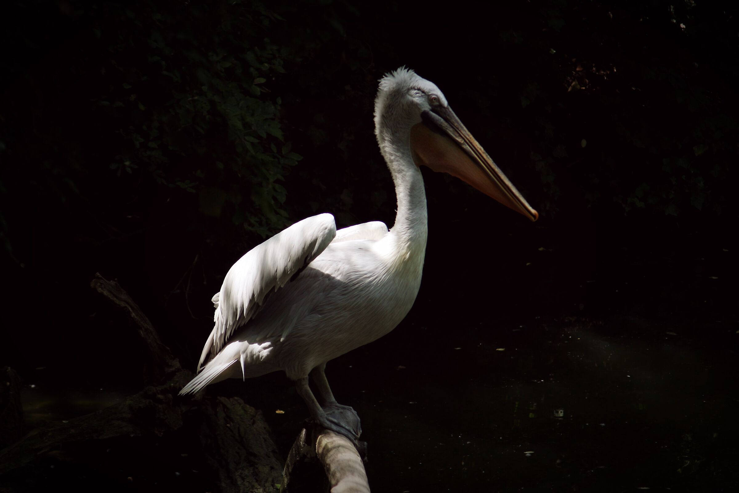 Pelican