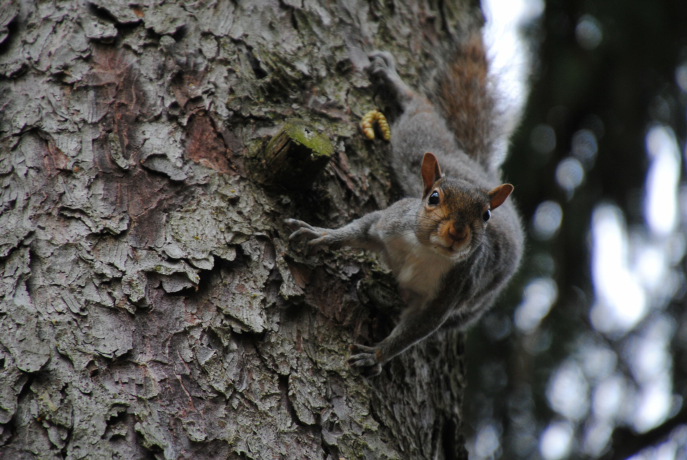 Scoiattolo curioso.....