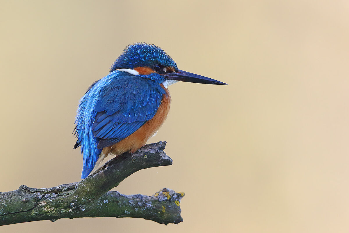 Martin Pescatore lontano