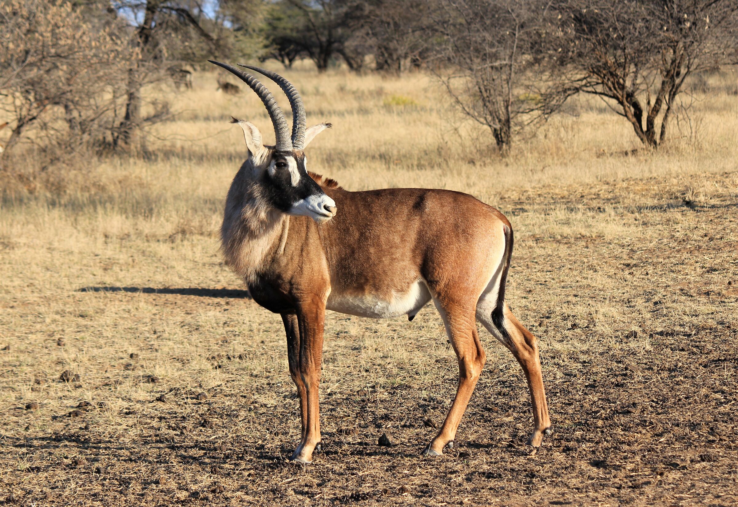 Fuori dai soliti safari : Antilope Roana