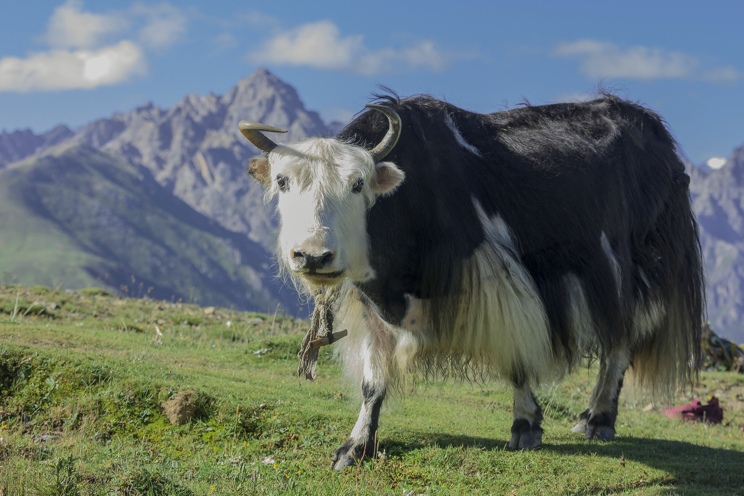 Cina:Sichuan.Kham.esemplare di Dzo.