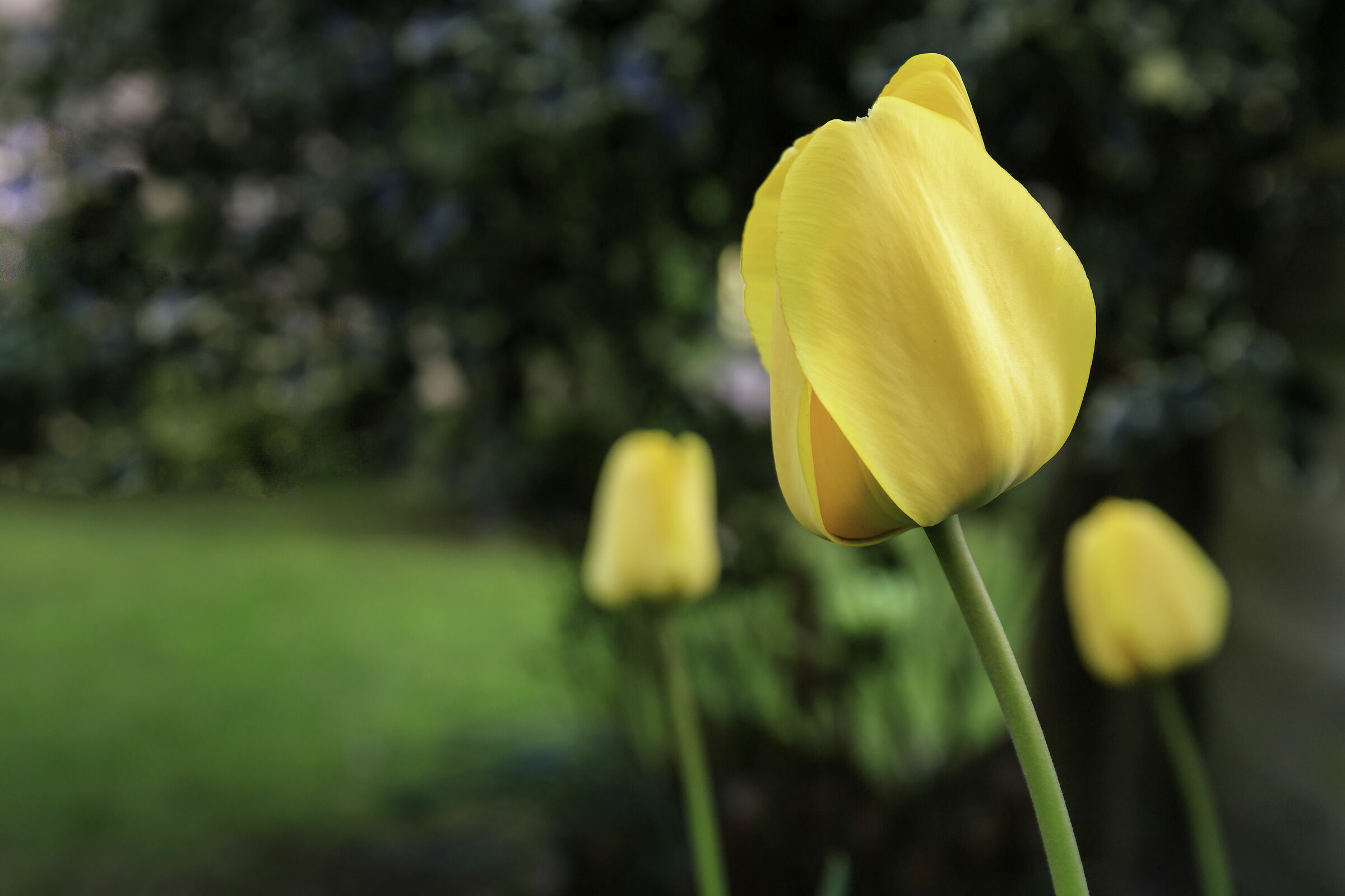 Tulipani in giardino