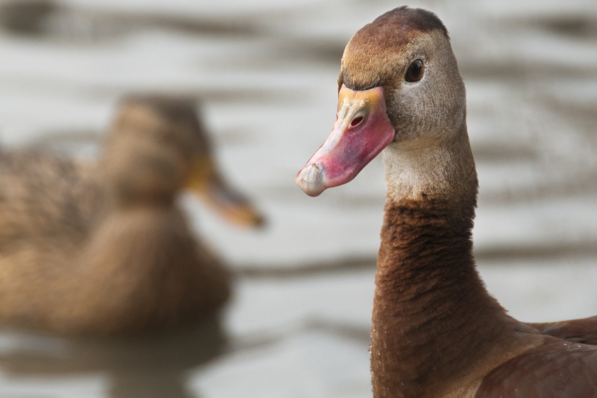 (parco cicogne di Racconigi)