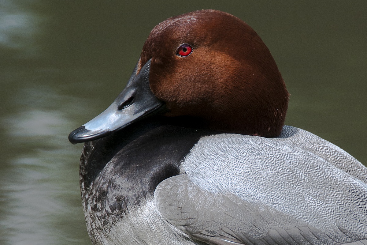 (parco cicogne di Racconigi)