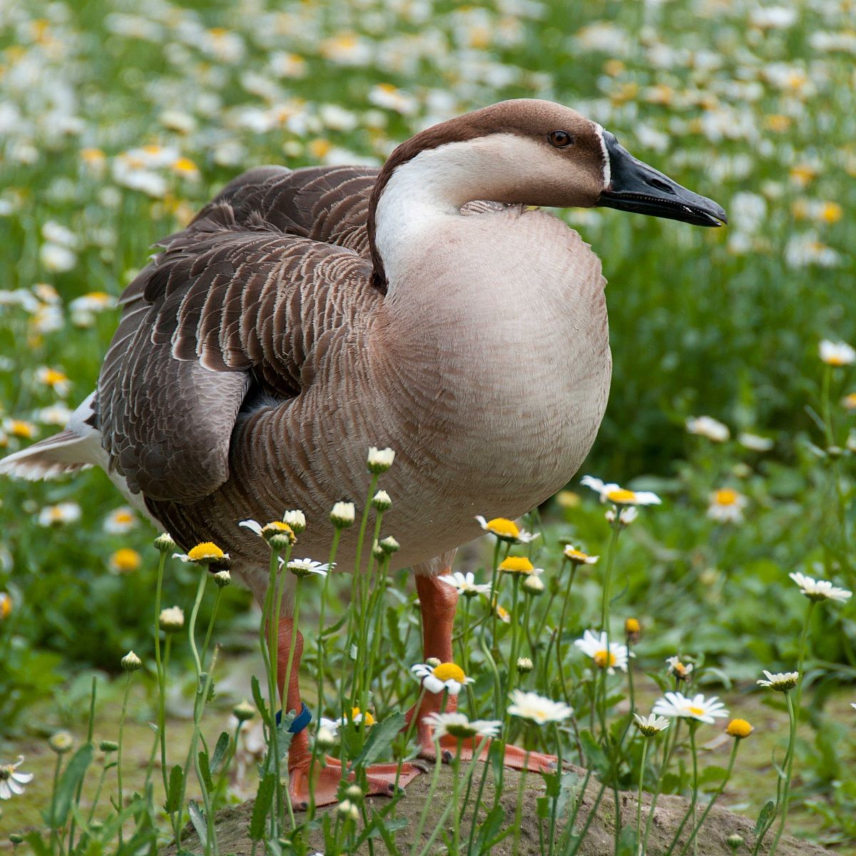 (parco cicogne di Racconigi)