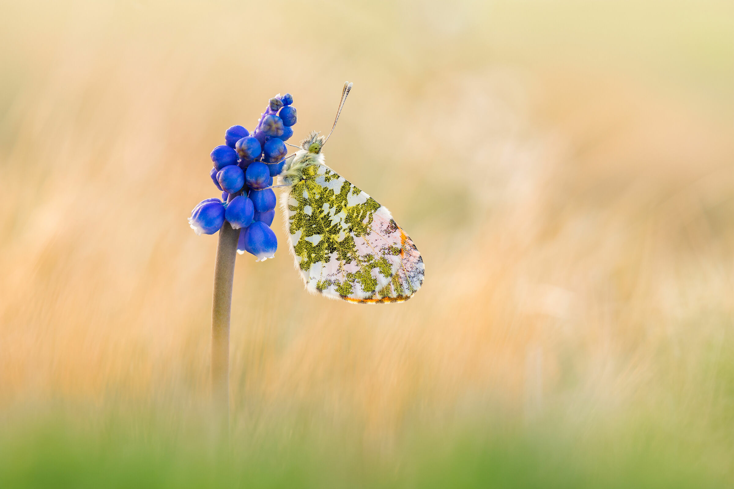 Anthocharis cardamines