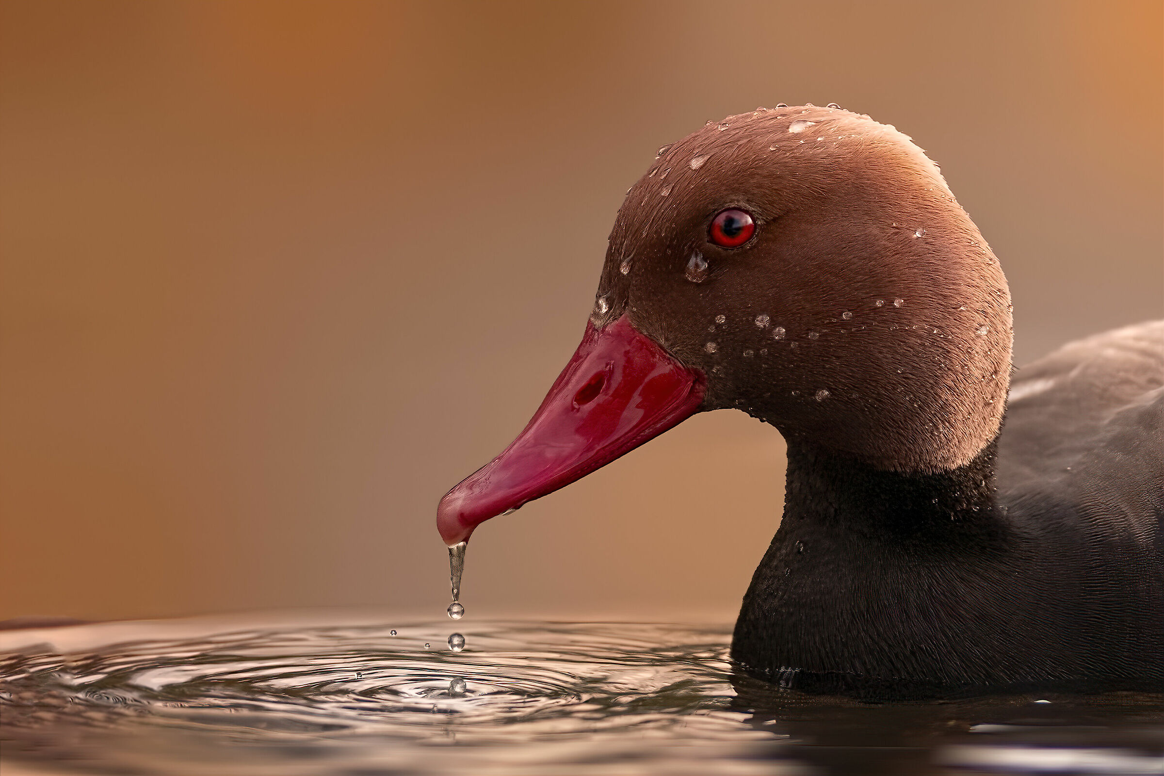 Ritratto di Fistione turco