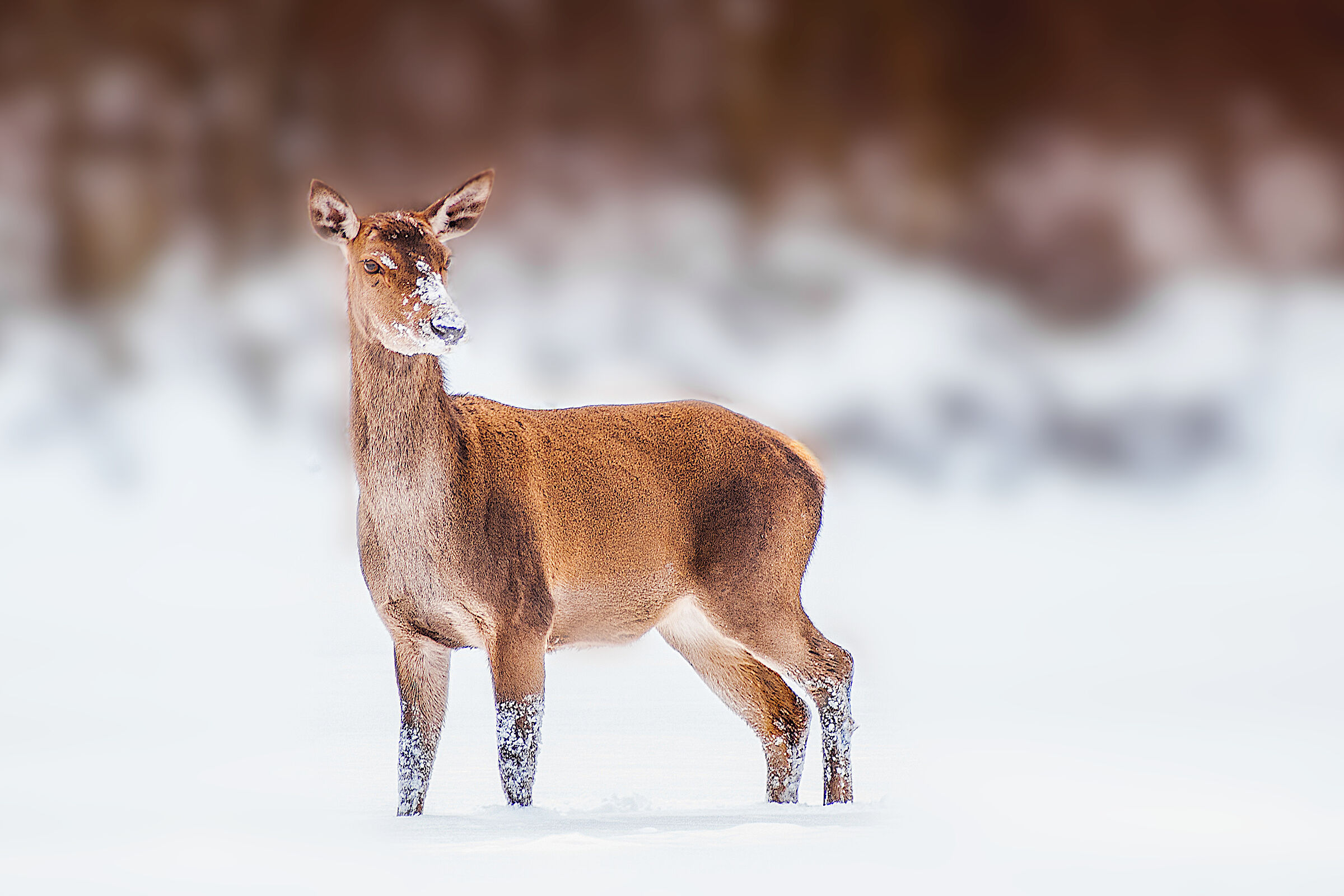 Elegantemente in posa