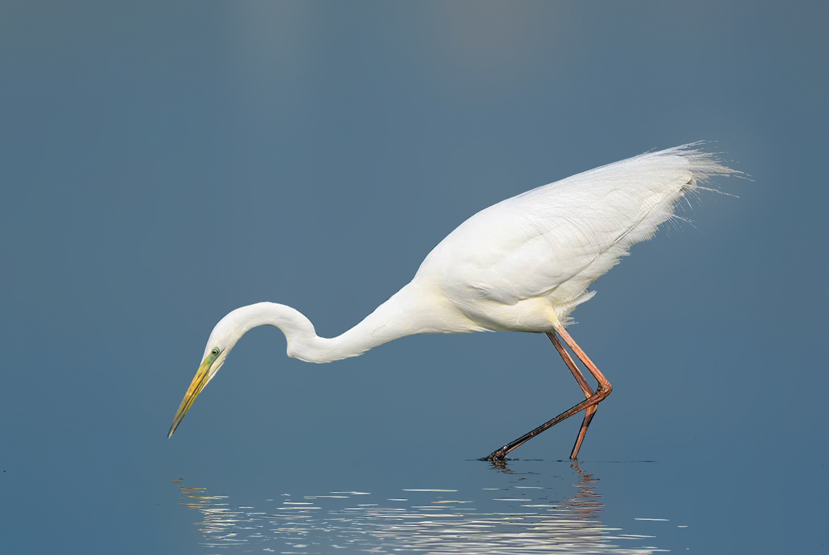 Egret