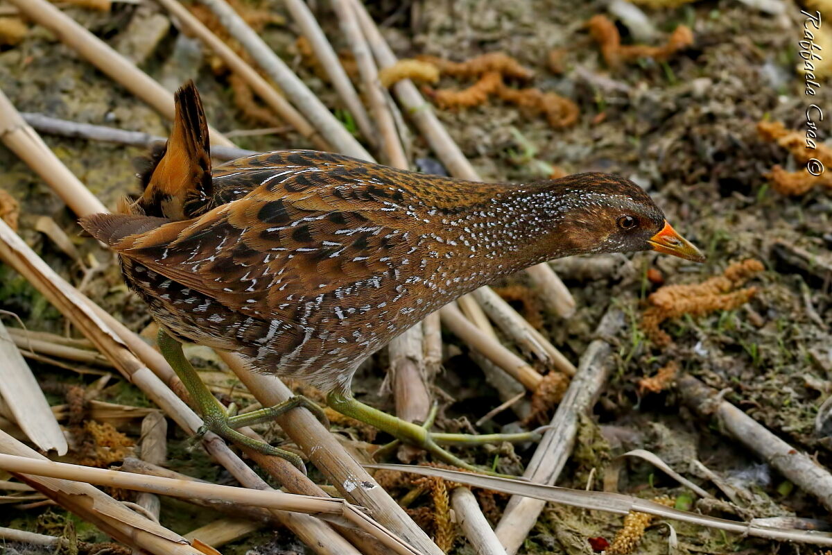 The Mimicism of the Voltolino