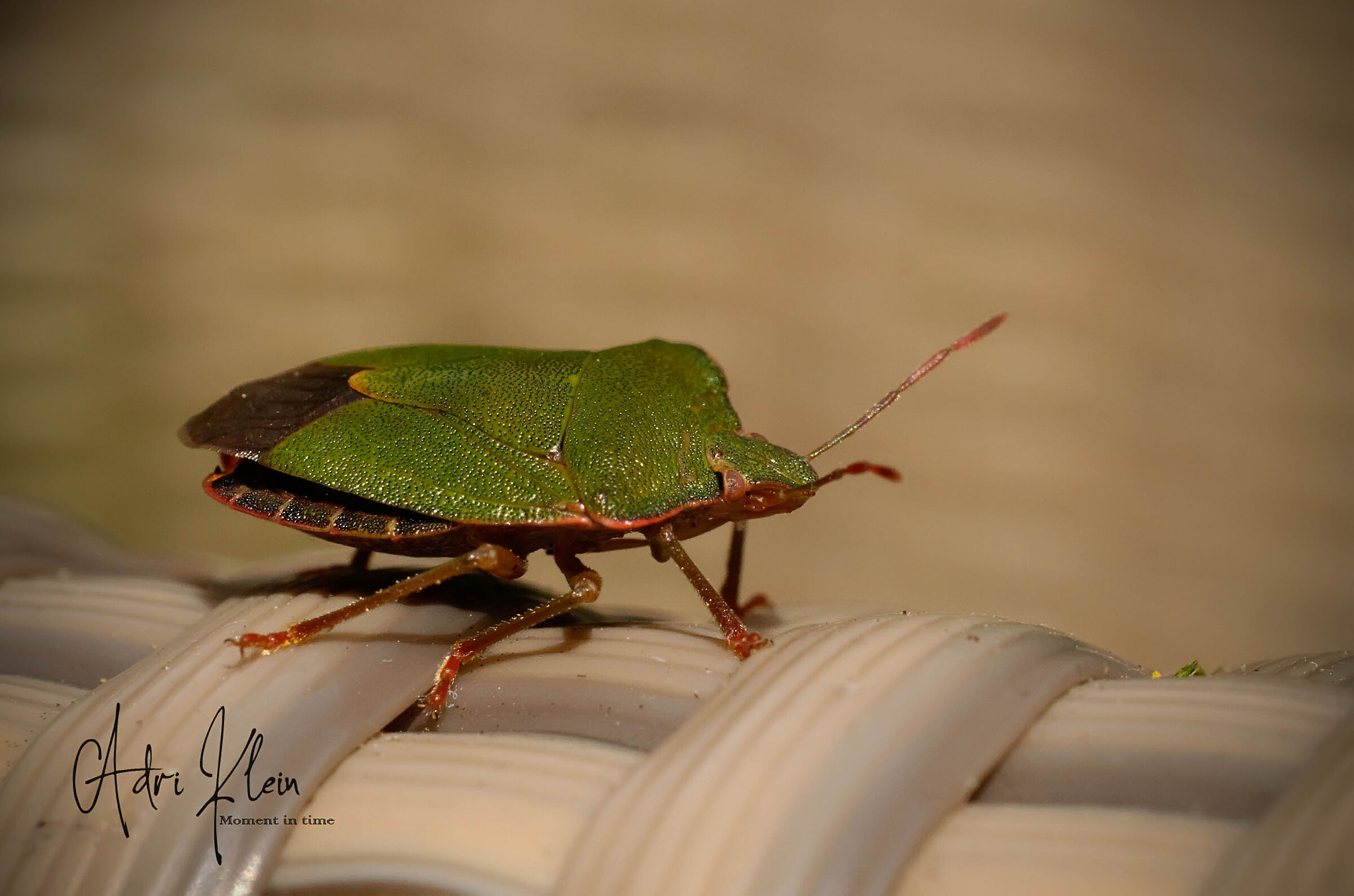 Green shield bug