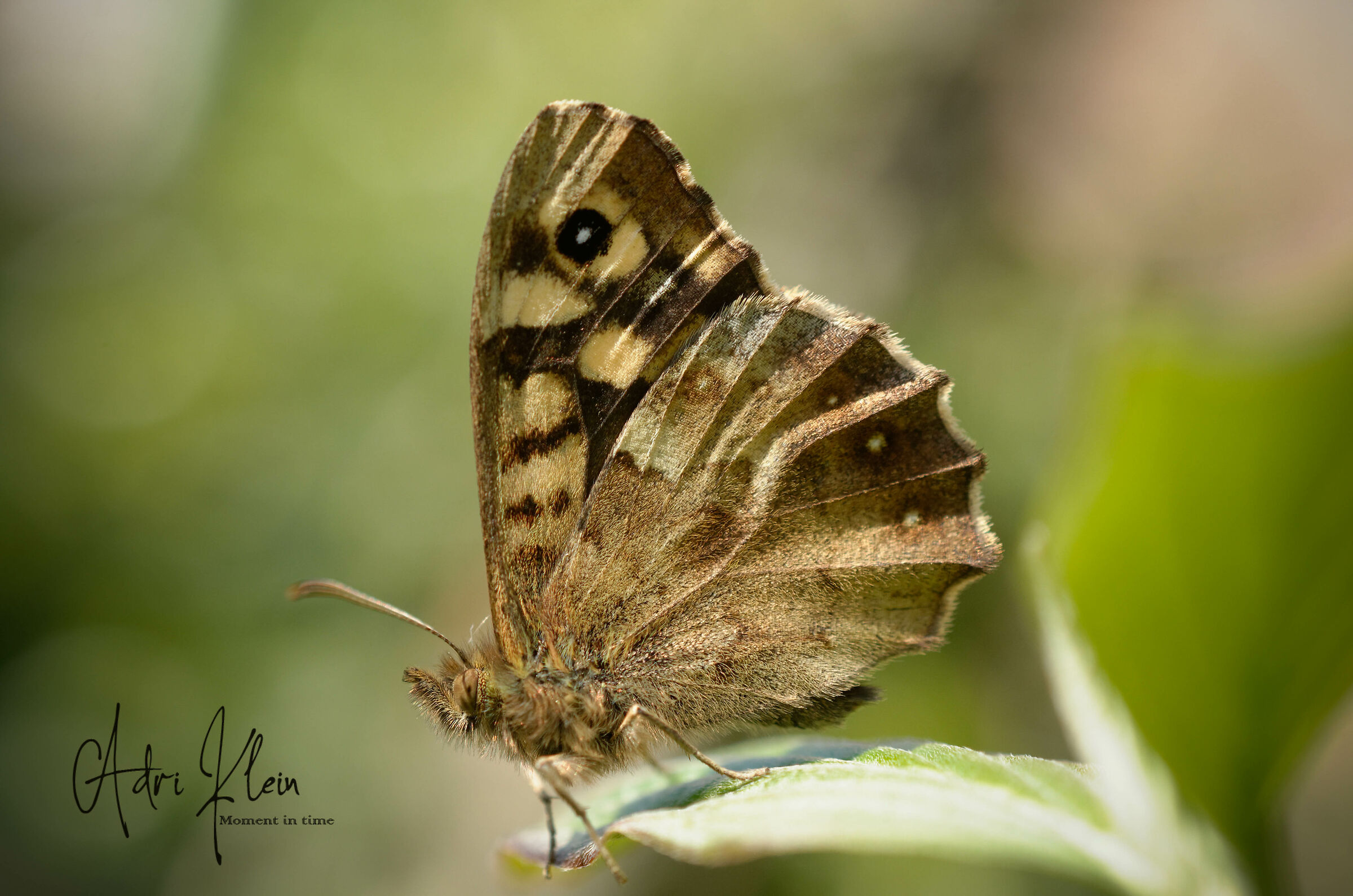 speckled wood