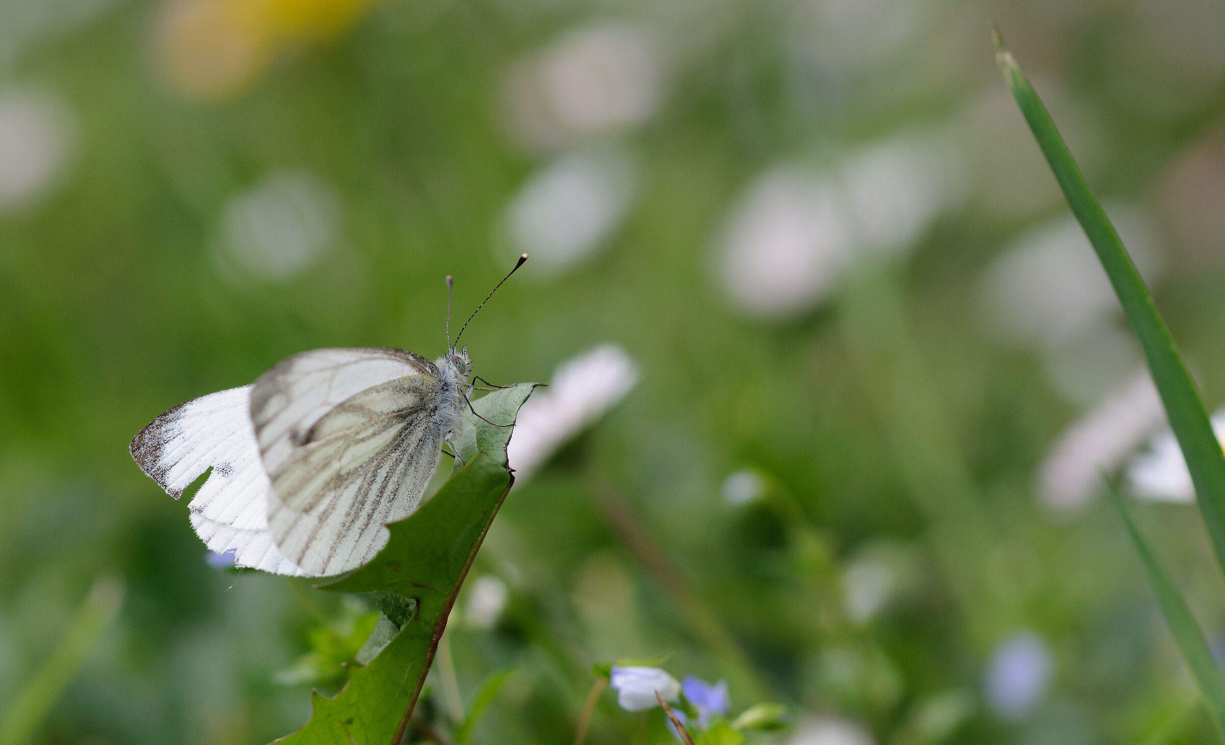 Scrutando l'infinito